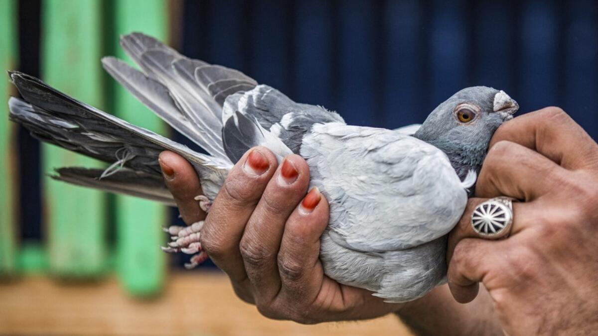 A keeper tends to a pigeon in a coop atop a building