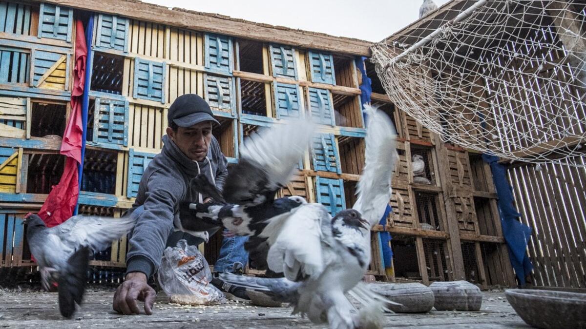 Omar Gamal, a 28-year-old pigeon keeper, tends to pigeons in a coop atop his rooftop in the Egyptian capital's twin city of Giza