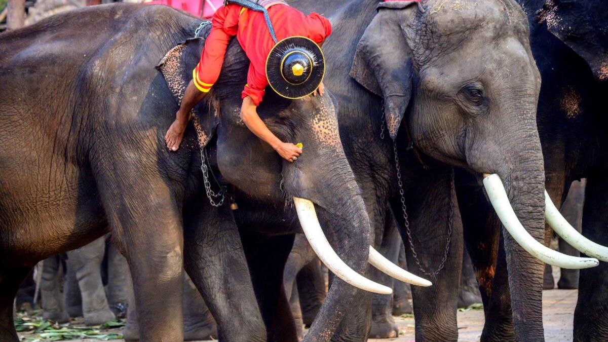 A mahout prepares his elephant for a ceremony