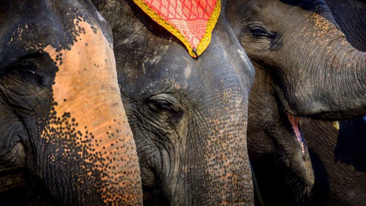Elephants are seen during a ceremony to mark National Elephant Day at the Elephant Royal Kraal Village