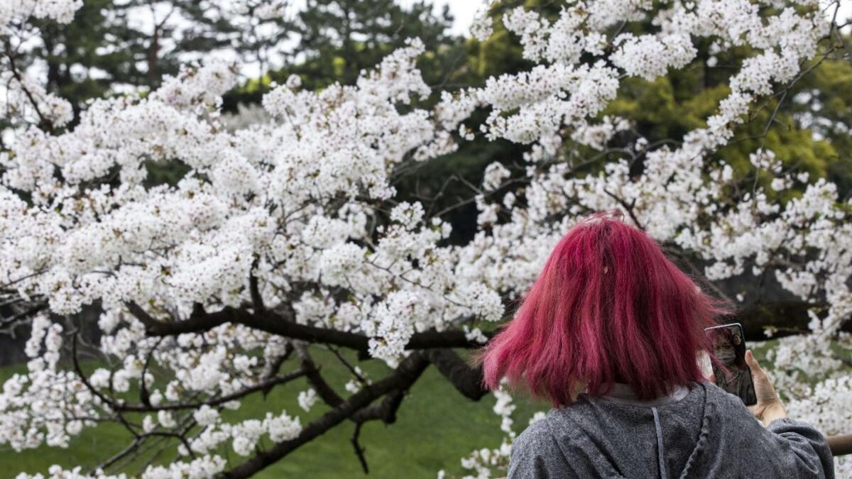 Cherry Blossoms in Japan