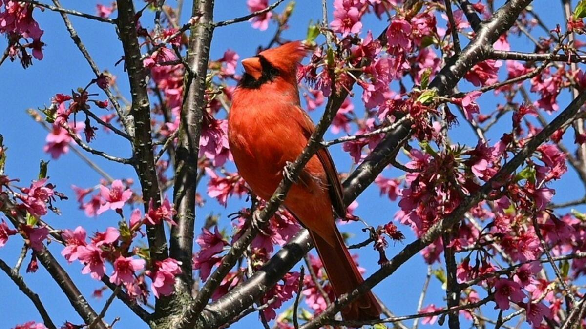 Cherry Blossoms in Japan