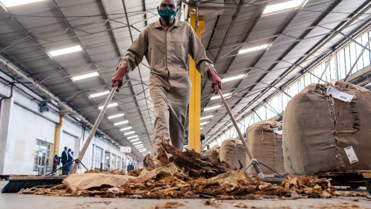 Tobacco season starts in Harare