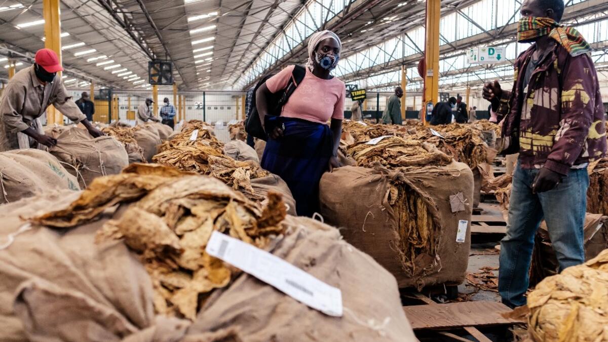 Tobacco season starts in Harare