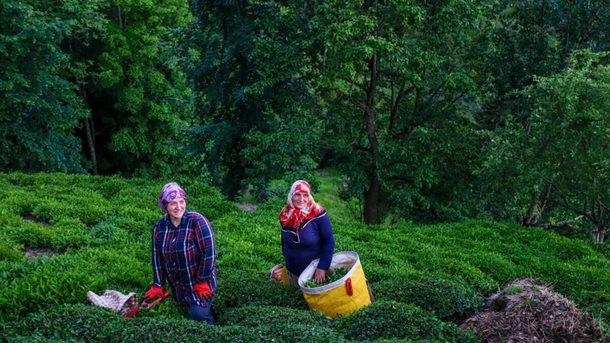 Villagers pick tea at grown on local land in Ikizdere in the Rize Province in the Black Sea region of Turkey on June 7, 2021. A government-friendly company plans to extract 20 million tons of stone from a quarry in the northeastern town of Ikizdere for one of President Recep Tayyip Erdogan's latest development projects. The locals are rising up in protest, challenging the government and its priorities in a region dear to the domineering Turkish leader's heart.