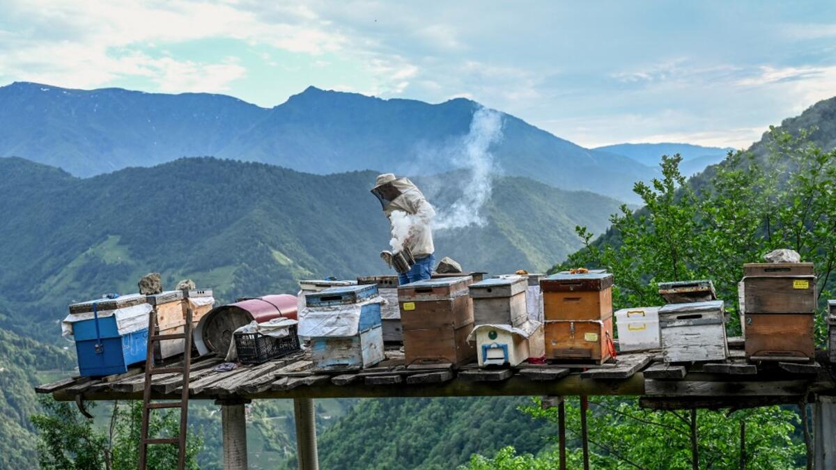 A villager checks his bee hives on the hill side close to tea gardens in Ikizdere in the Rize Province in the Black Sea region of Turkey on June 7, 2021. A government-friendly company plans to extract 20 million tons of stone from a quarry in the northeastern town of Ikizdere for one of President Recep Tayyip Erdogan's latest development projects. The locals are rising up in protest, challenging the government and its priorities in a region dear to the domineering Turkish leader's heart.