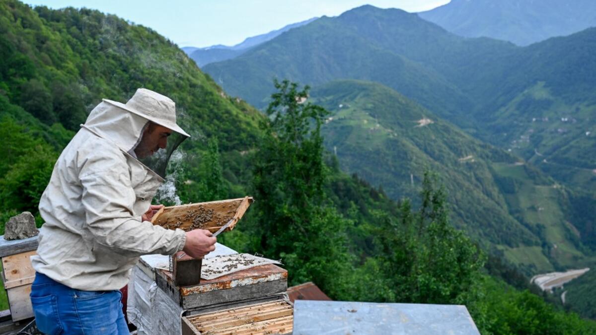 A villager checks his bee hives on the hill side close to tea gardens in Ikizdere in the Rize Province in the Black Sea region of Turkey on June 7, 2021. A government-friendly company plans to extract 20 million tons of stone from a quarry in the northeastern town of Ikizdere for one of President Recep Tayyip Erdogan's latest development projects. The locals are rising up in protest, challenging the government and its priorities in a region dear to the domineering Turkish leader's heart.