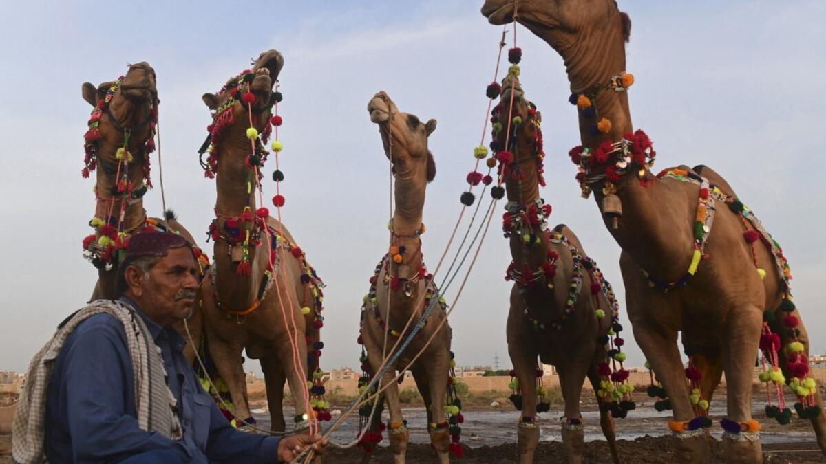 A livestock vendor sits along with camels while waiting for customers at a cattle market ahead of the Muslim festival of Eid al-Adha in Karachi on July 13, 2021. Asif HASSAN / AFP