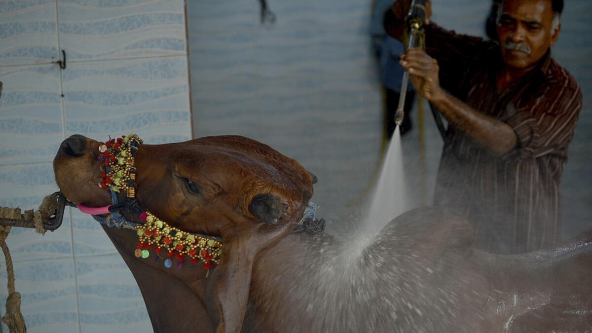 A man washes a cow for a customer at a car service station ahead of the Muslim festival of Eid al-Adha in Karachi on July 14, 2021. Rizwan TABASSUM / AFP