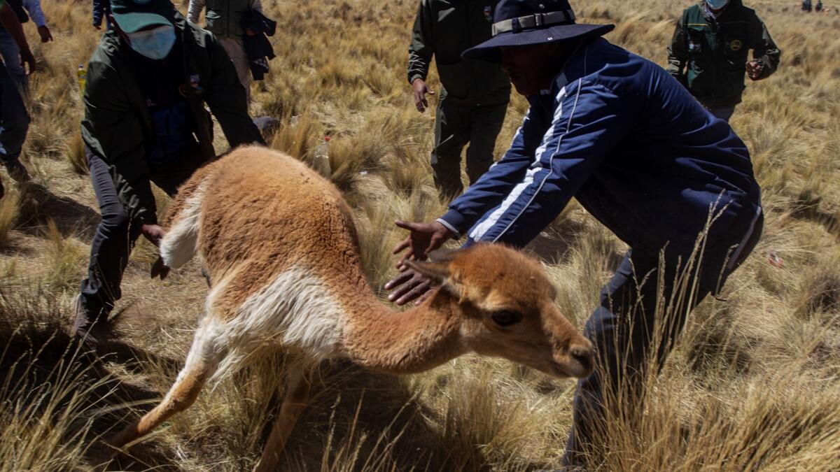 Members of the community of Totoroma participate in the traditional Chaku, or Chaccu, an annual vicuna round-up and shearing festival, in the village of Totoroma, 148 km from the city of Puno, in southern Peru