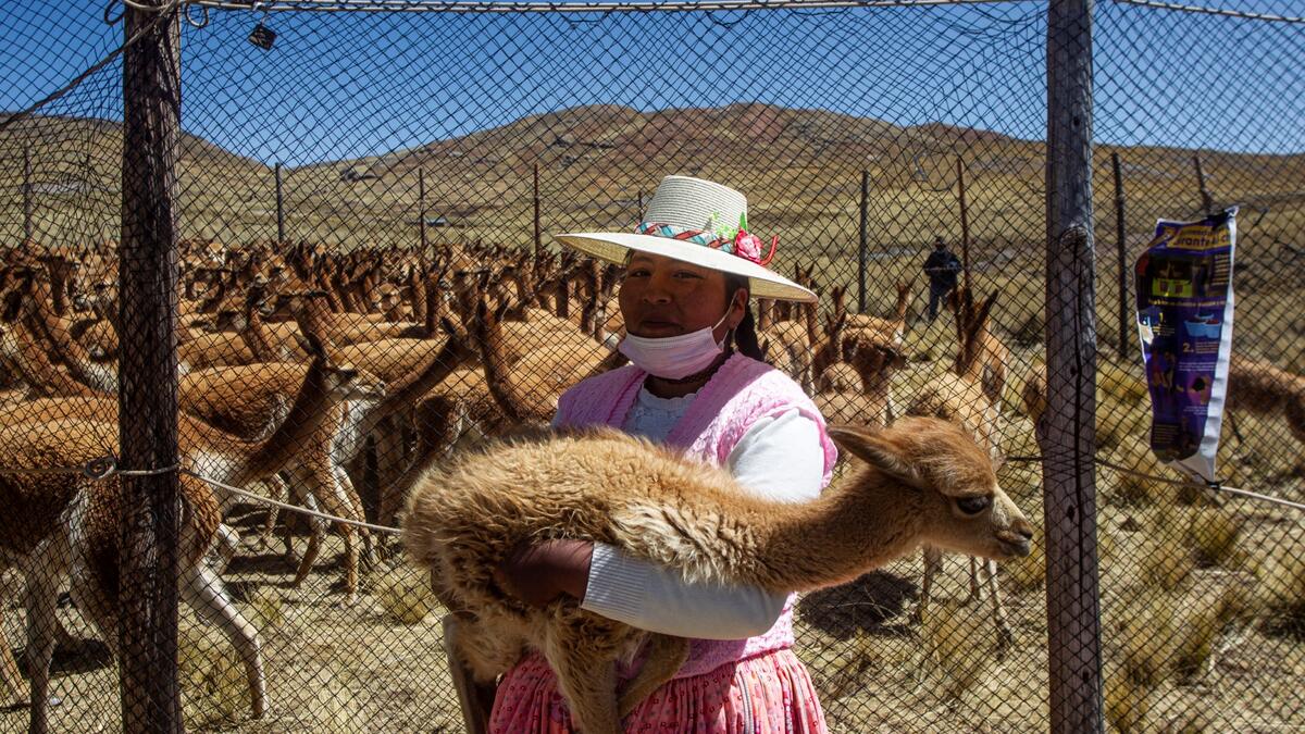A member of the community of Totoroma holds a vicuna during the traditional Chaku, or Chaccu, an annual vicuna round-up and shearing festival, in the village of Totoroma, 148 km from the city of Puno, in southern Peru