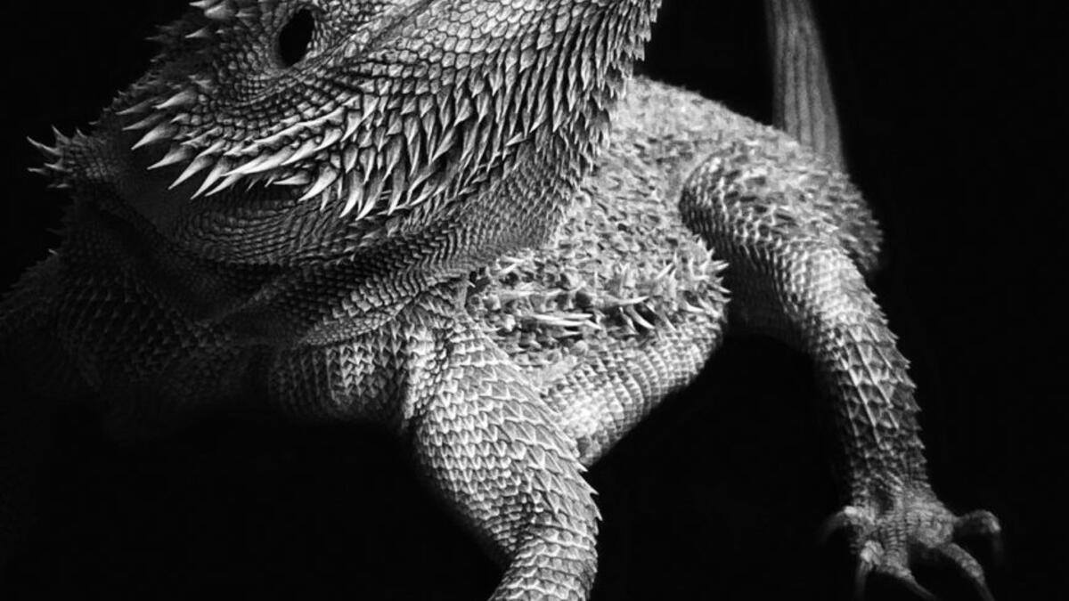 فئة الحيوانات: صورة بعنوان Strike a Pose  الرائع للمصورة الهولندية "ليلى باكر" صُورت علىiPhone 11 Pro.