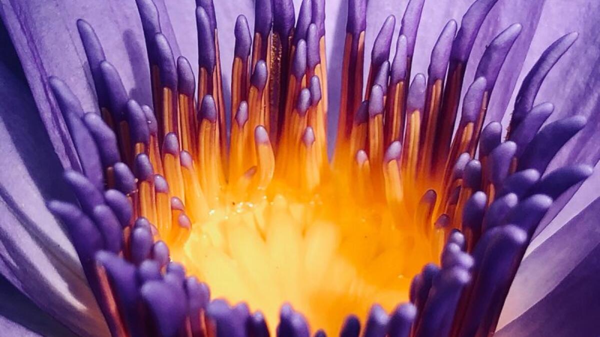 فئة الطبيعة: صورة بعنوان "التأمل في الإيجابيات" للمصورة الأسترالية "كريستيان هورغان" صُورت على iPhone XS.