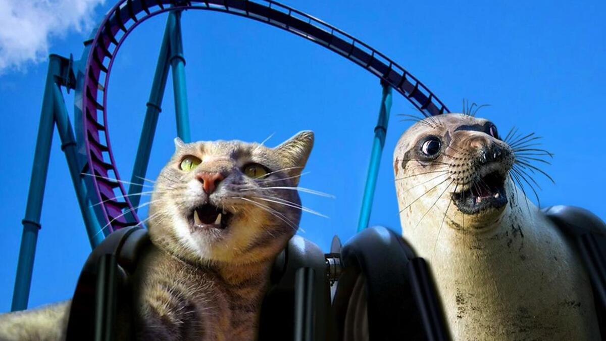 Manny-the selfie cat