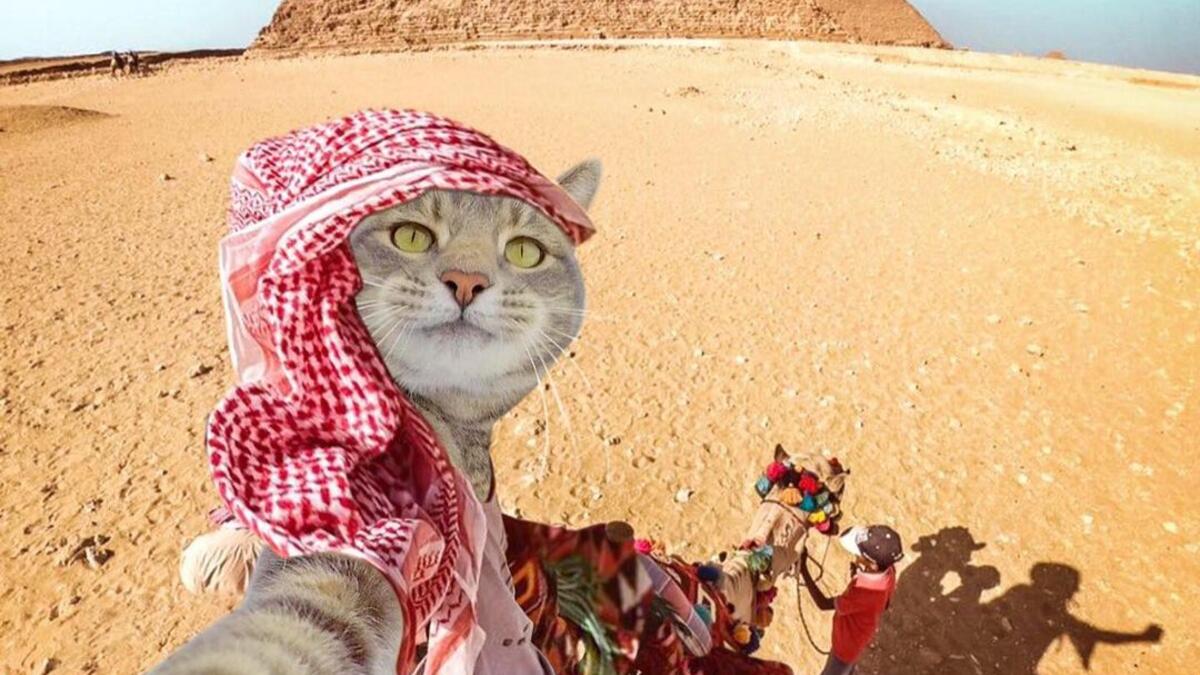 Manny-the selfie cat