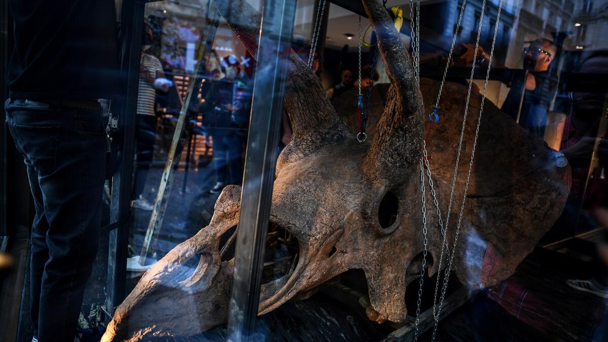 Workers hang the skull of a triceratops in a gallery where it is set to be exposed ahead of its auction sale at Drouot auction house in October, in Paris on August 31, 2021.
