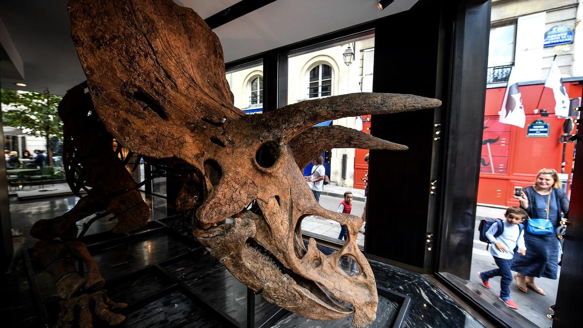 "Big John", the largest known triceratops, over 66 million years old and with an 8-metre long skeleton, is on display in Paris until 20 October, before an auction the following day at Hotel Drouot.