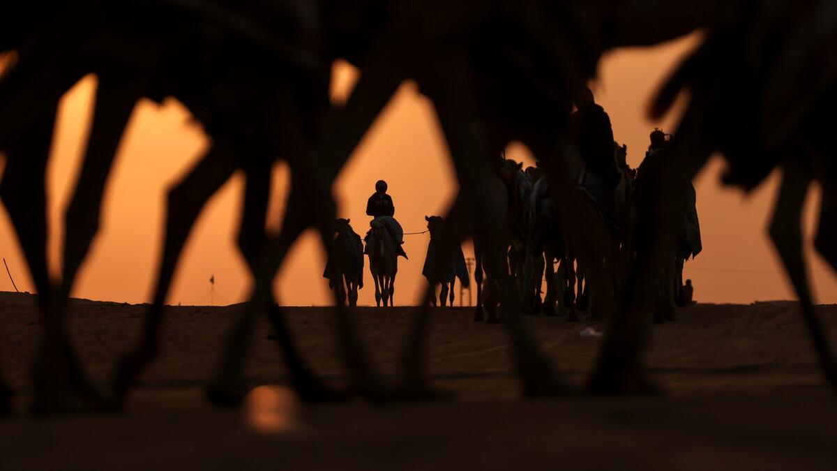 Mazayin Dhafra Camel Festival