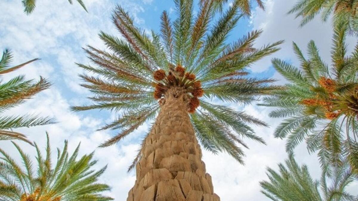 رمز النخلة: يعني الحياة والكرم والعطاء.