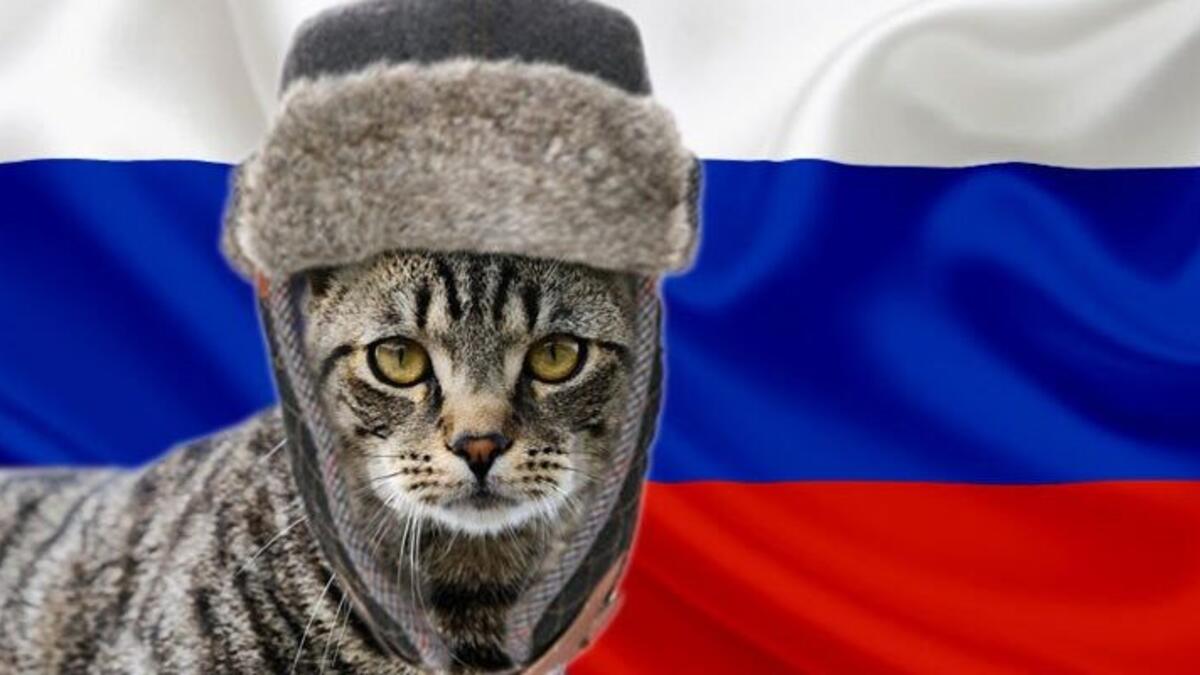 منعت منظمة "الفيدرالية العالمية للقطط" منتسبيها من استيراد أي قطط من روسيا لتربيتها