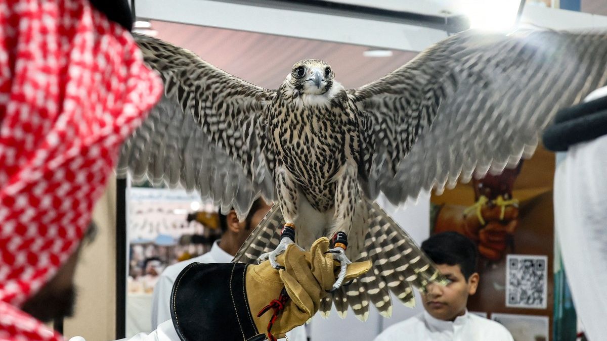 Dr. Zubair cautioned that careful attention is needed when feeding falcons, as many have died from consuming pesticide-laden food or preying on infected animals. He noted that falcons require a passport to cross borders, a measure implemented by some Gulf countries, including Kuwait, which established a falcon passport system under CITES in 2021.(photo by afp)