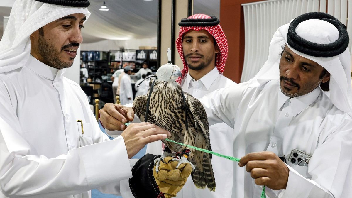 Dr. Zubair, who has flown nearly a hundred times worldwide for falcon research, mentioned that observing these birds often requires air travel. His research has taken him across the globe, including visits to the US, Europe, Australia, and various Middle Eastern countries. He is recognized as the first and only Indian to earn a doctorate in falcon studies and has recorded 15 different vocalizations of various falcon species.(photo by afp)