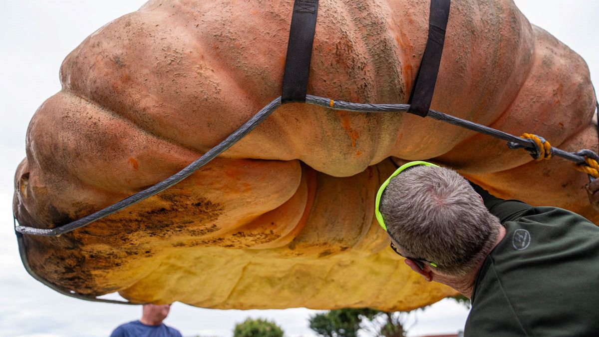 This handout photo obtained on October 10, 2023 shows the Half Moon Bay World Championship Pumpkin Weigh-Off of the 2,749-pound (1247kg) champion pumpkin in Half Moon Bay, California, on October 9, 2023. This year’s record-setting giant pumpkin was grown by defending champion Travis Gienger of Anoka, Minnesota. (Photo by Handout / Half Moon Bay’s World Championship Pumpkin Weigh-Off / AFP)
