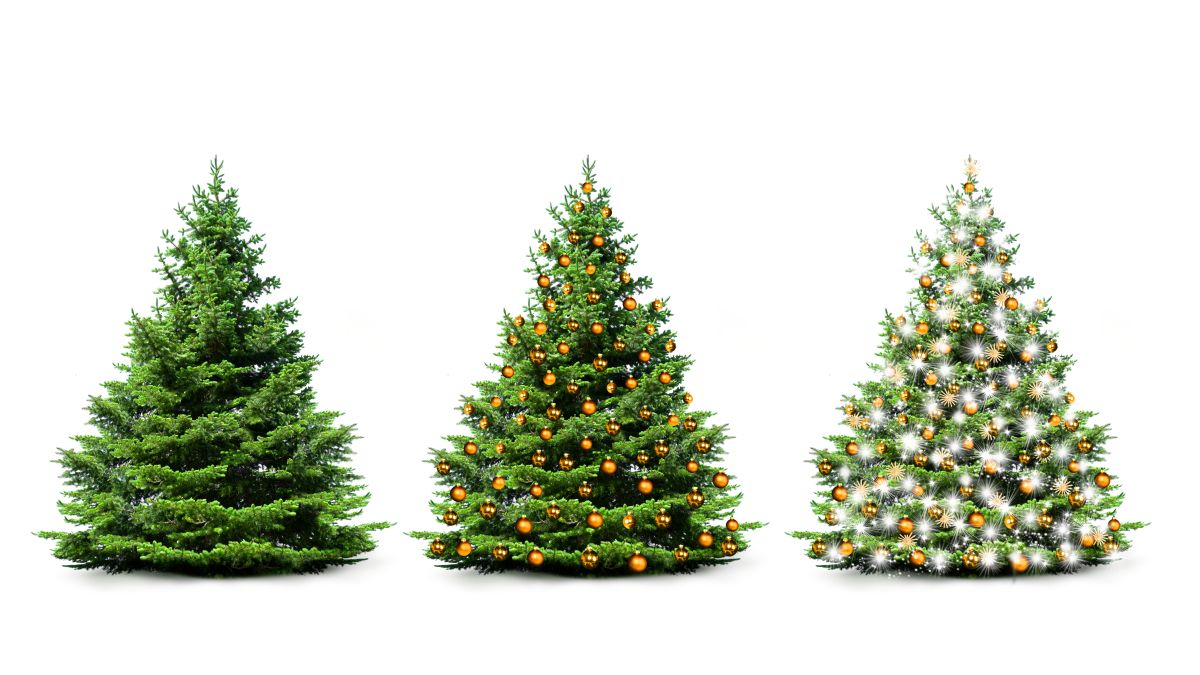 5. Christmas Trees: Popularized in Victorian Britain, Christmas trees originated in 16th Century Germany. First trees were decorated with fruit, nuts, and later, sweets and candles.(shutterstock)