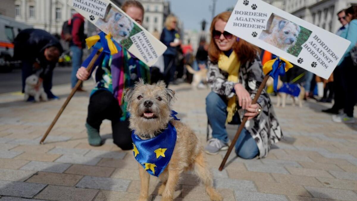 Dog owners and their pets gather before participating in a pro-EU, anti-Brexit march, calling for a "People's Vote on Brexit", in central London on October 7, 2018. (Tolga AKMEN / AFP)