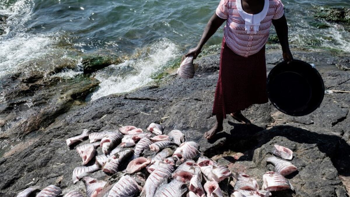 A woman cuts and clean Nile Perches to be cooked on October 5, 2018 on Migingo island which is densely populated by residents fishing mainly for Nile perch in Lake Victoria on the border of Uganda and Kenya. 
Yasuyoshi CHIBA / AFP