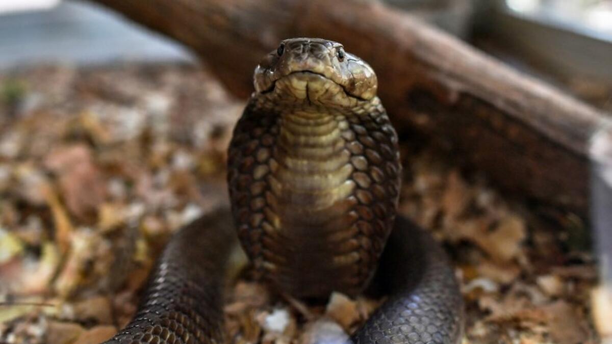 A brown spitting cobra rears up using its menacing hood to adopt a defencive posture inside its enclosure on February 14, 2019 at the Bio-Ken Snake Farm in the Kenya's coastal town of Watamu in Kilifi county. 
TONY KARUMBA / AFP