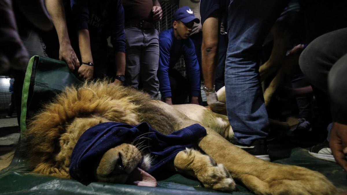 Members of the international animal welfare charity "Four Paws" check on a sedated lion at a zoo in Rafah, in the southern Gaza Strip, on April 6, 2019, as they prepare to evacuate the animal out of a zoo in the Palestinian enclave and relocate it to sanctuaries in Jordan.
SAID KHATIB / AFP