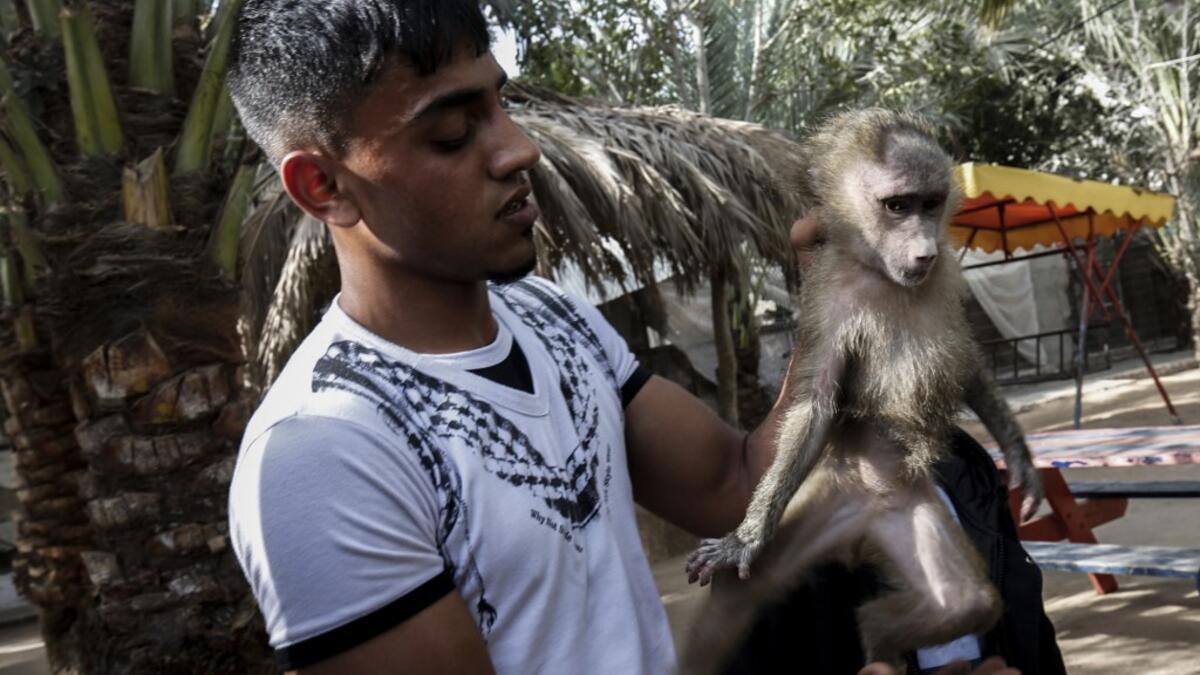 The zoo hit the headlines in February this year when the cash-strapped owner revealed he had declawed one of the lions there, so that customers could pay to play with her.
SAID KHATIB / AFP