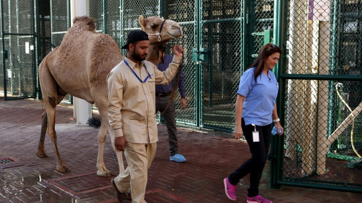A camel handler leads a camel to the surgery room at the 40 million-Dirhams Dubai Camel Hospital in Dubai.The hospital can admit up to 20 camels. Camels are a part of Emirati culture and tradition.
PATRICK BAZ / Dubai Media Office / AFP-Services