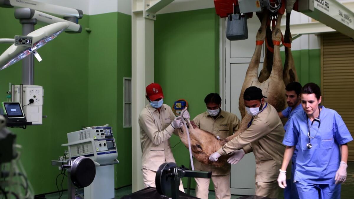 A camel is being lifted by a crane after undergoing general anaesthesia as its entering the surgery room at the 40 million-Dirhams Dubai Camel Hospital in Dubai.The hospital can admit up to 20 camels. Camels are a part of Emirati culture and tradition.
PATRICK BAZ / Dubai Media Office / AFP-Services