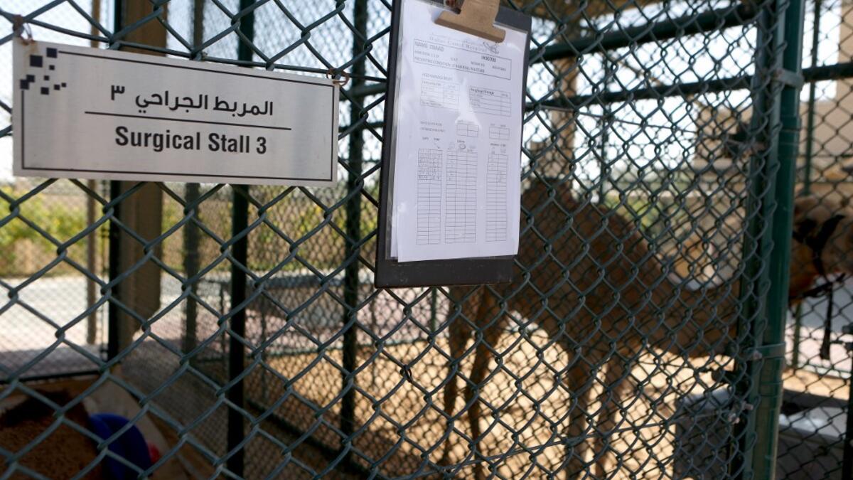 A camel waits for treatment at the 40 million-Dirhams Dubai Camel Hospital in Dubai.The hospital can admit up to 20 camels. 
PATRICK BAZ / Dubai Media Office / AFP-Services