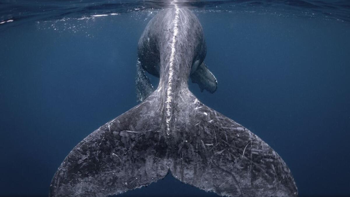 حورية البحر – عن فئة الطبيعة –للمصور ريكو تاكاهاشي – التقطت في اليابان