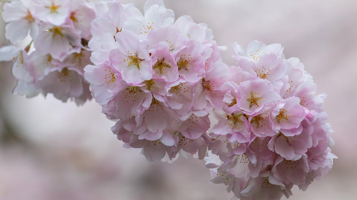 As royal punishment for her faith in Jesus, she was sent to a tower prison, where she nurtured a branch from a cherry tree. On the day she died, that branch blossomed. Ever since, believers bring cherry branches into their homes on December 4. If the branch blooms on Christmas, it means good luck, and a promise of marriage in the year ahead.