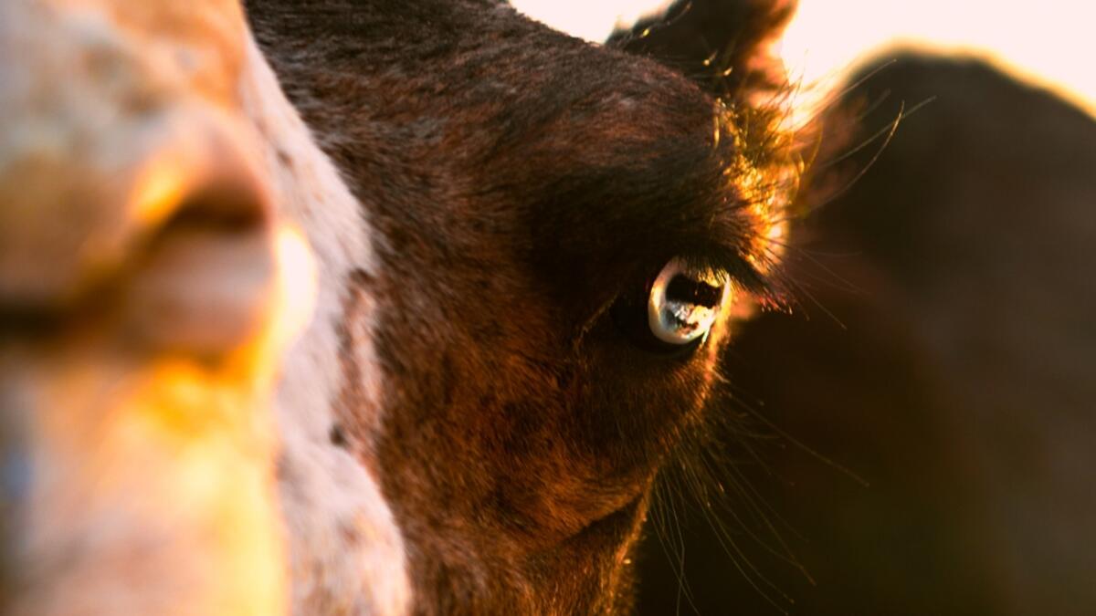 (Shutterstock/File Photo)