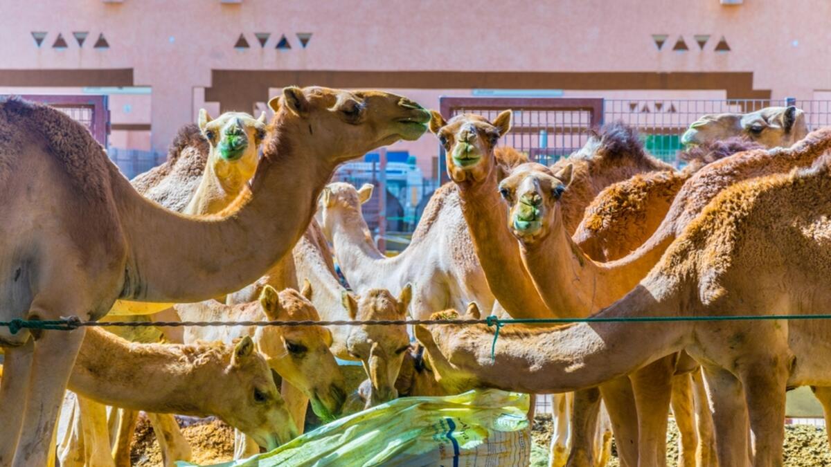 Animals in captivity in the camel market at Al Ain. Camels are mainly used for transportation and for racing (Shutterstock/File Photo)