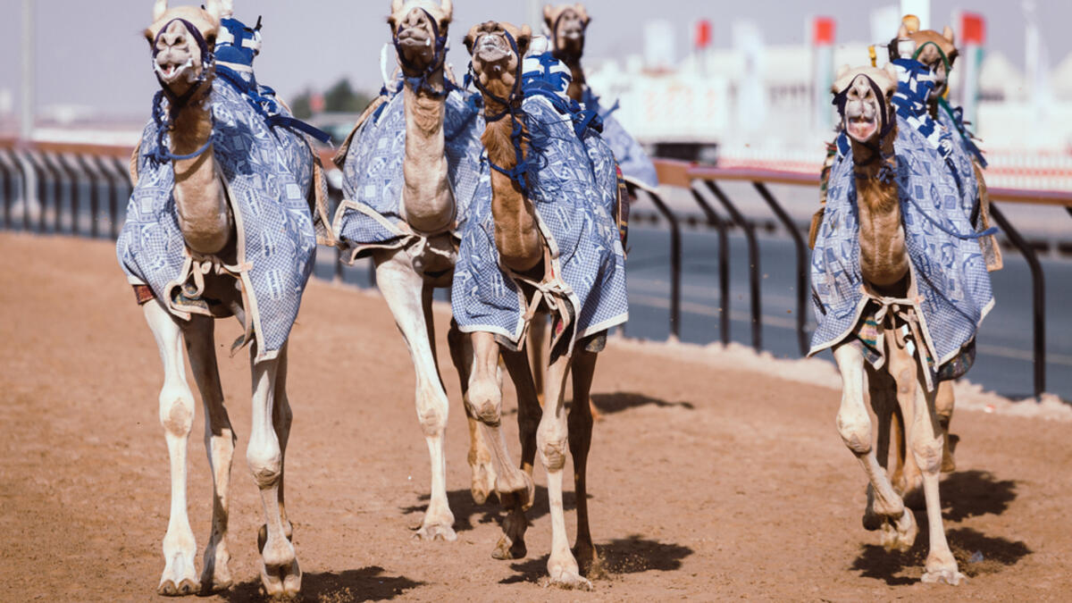 Racing camels with a robot jockeys (Shutterstock/File Photo)