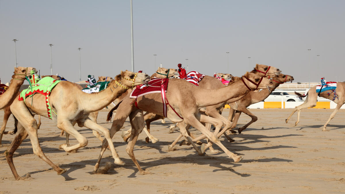 Racing camels with robot jockeys (Shutterstock/File Photo)