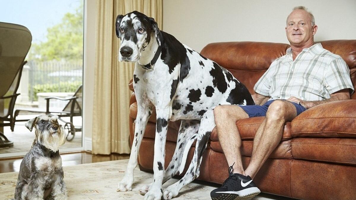 أطول كلبة في العالم في فلوريدا طولها 37.96 انش