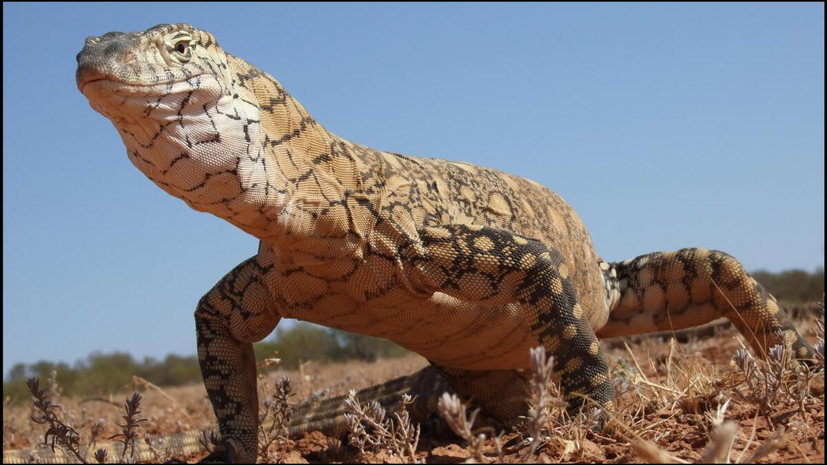 Lizard reptile Middle East desert