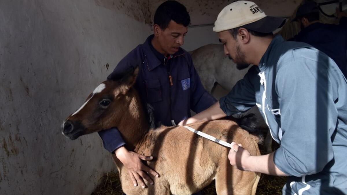 A veterinarian performs a checkup on a newborn horse at a horse breeding farm, one of the oldest and largest farm in the Algeria, perched on the high plateaux in the country's Tiaret region, 300 Kilometres west of Algiers on April 24, 2018. 
RYAD KRAMDI / AFP