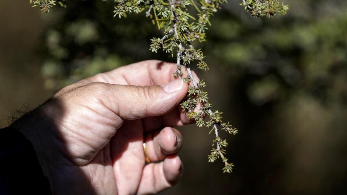 Nabil Nemer, a Lebanese entomologist and ecologist, holds up a burned reddish-brown cedar branch chewed-up by Cephalcia tannourinensis wood wasps, at the Cedars Reserve Forest of Tannourine.
JOSEPH EID / AFP