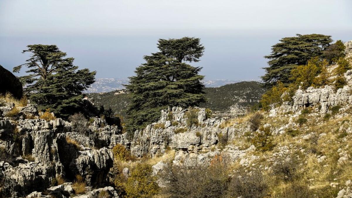 This picture shows a view of the cedars reserve forest of Jaj in Mount Lebanon, northeast of the Lebanese capital Beirut. 
JOSEPH EID / AFP