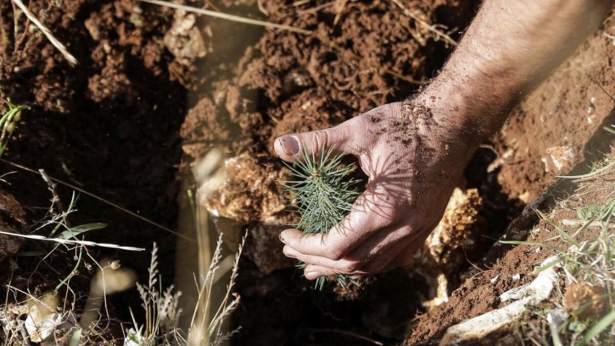 An activist from Lebanese NGO Jouzour Loubnan ("Roots of Lebanon") holds in his hand young a cedar to be planted on the slopes of the Jaj Cedar Reserve Forest in the Lebanon mountains.
JOSEPH EID / AFP