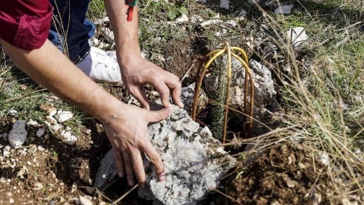 An activist from Lebanese NGO Jouzour Loubnan ("Roots of Lebanon") holds in his hand young a cedar to be planted on the slopes of the Jaj Cedar Reserve Forest in the Lebanon mountains.
JOSEPH EID / AFP