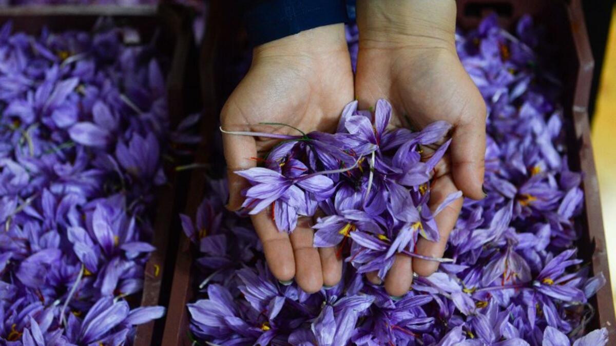 In this photograph, an Afghan worker poses at a processing centre, where saffron threads are separated from harvested flowers, in Herat province. 
HOSHANG HASHIMI / AFP